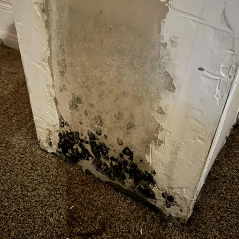 Professional Mold Removal in Ephrata, WA